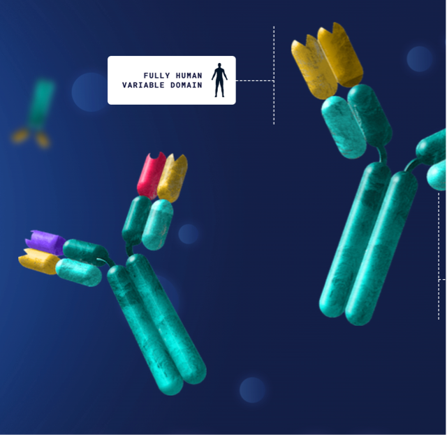 Two floating antibodies