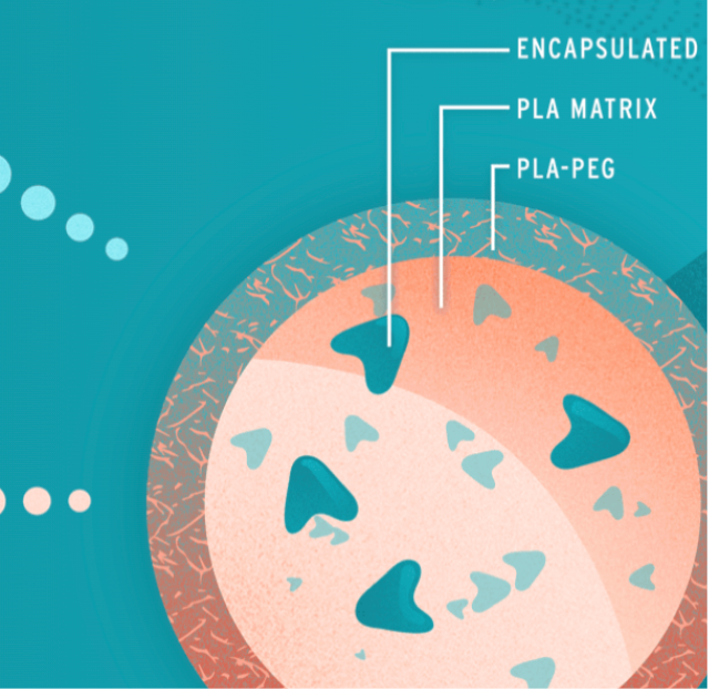 A partial view of a scientific diagram of a cell